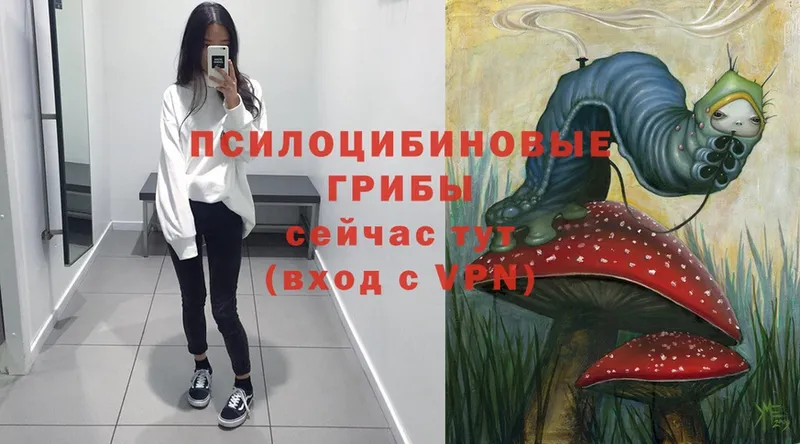 Псилоцибиновые грибы Psilocybe  hydra ссылка  Уяр 